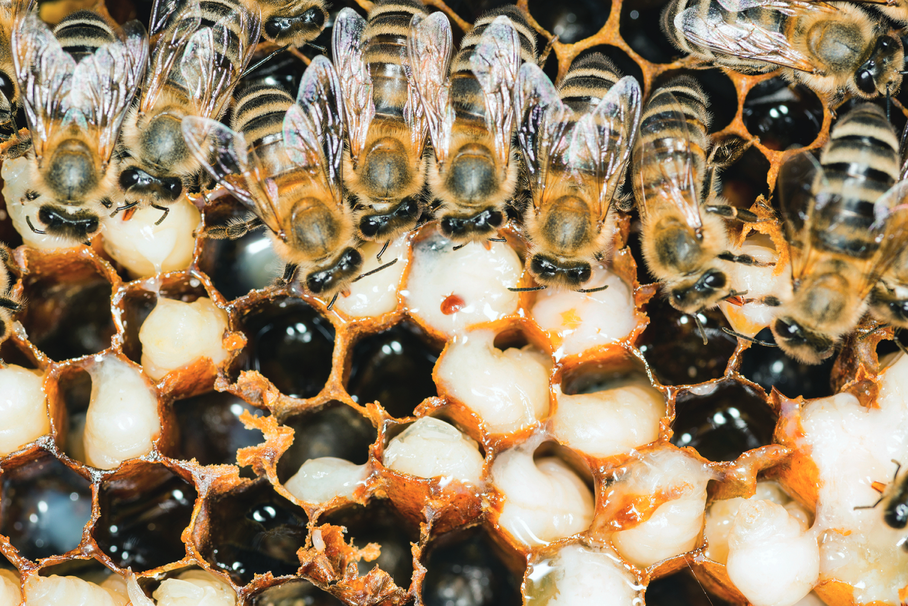Treating Varroa Mites with Heat